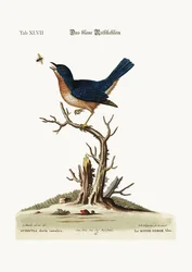 Le Rouge-Gorge Bleu, 1749-73